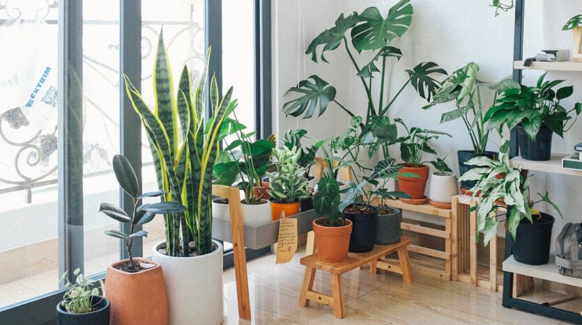 Bringing Nature Indoors: Modern Home Greenery Trends